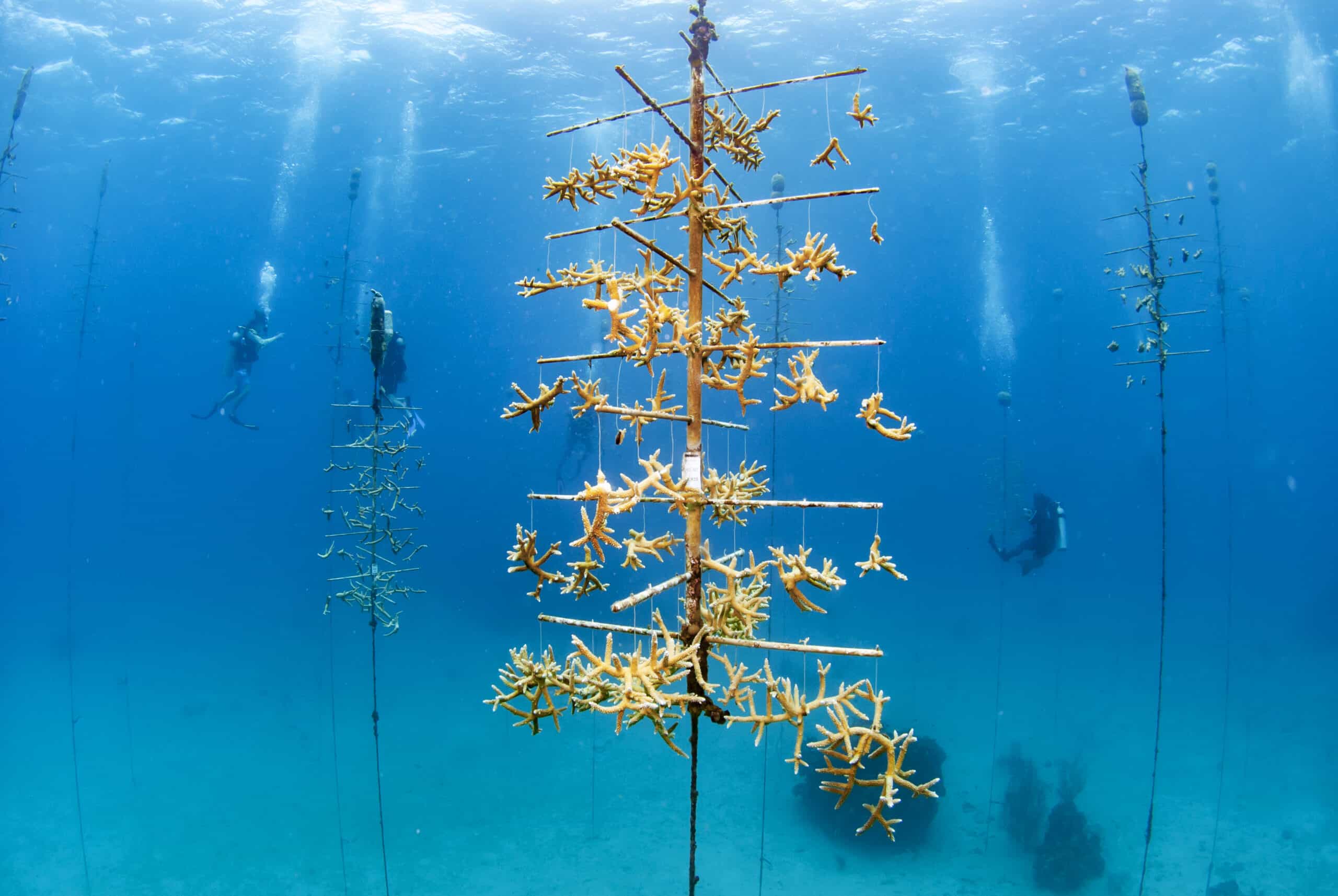 Roatan 
Marine Park coral restoration project.
Coral fragments growing in the nurseries, at the Seaquest Deep dive site in West End. Roatan, Bay Islands, Honduras