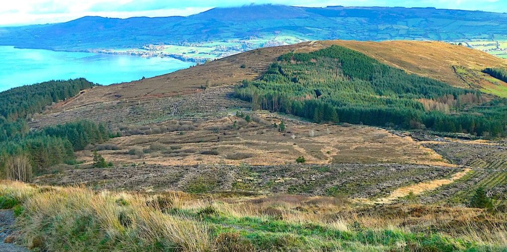 Ireland-reforestation-main-e1702920298310